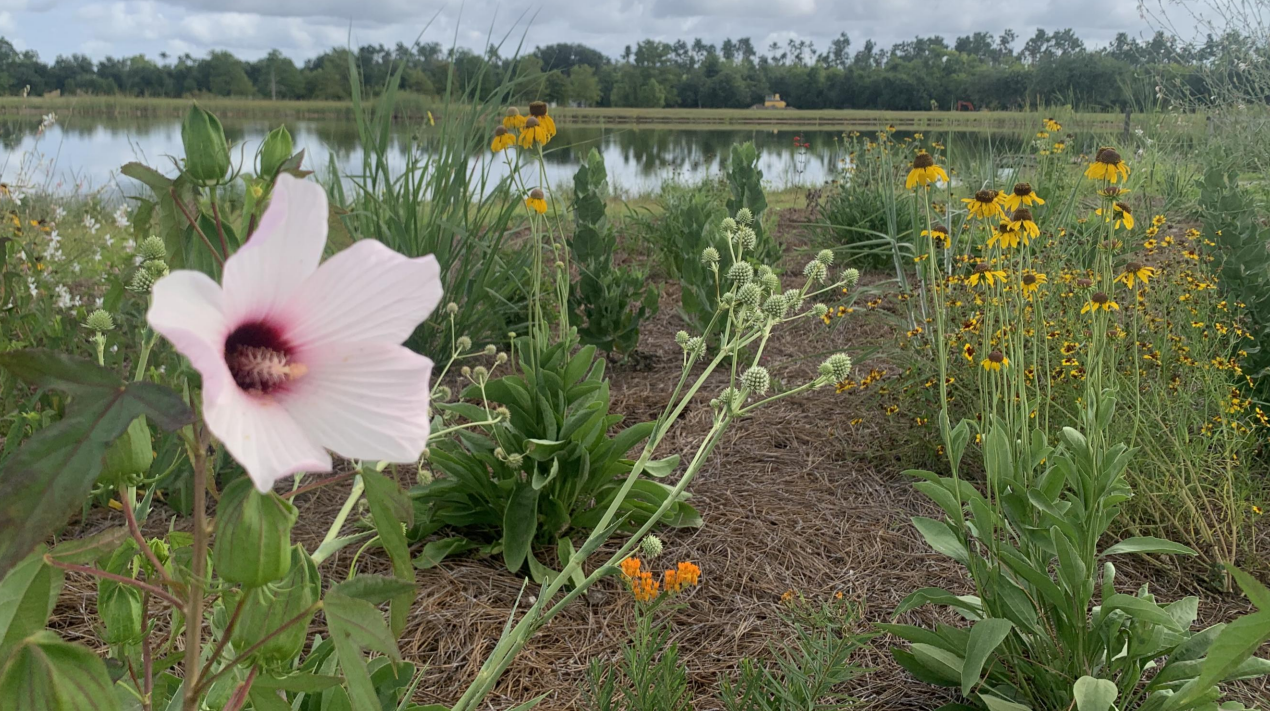 Native Planting Photo